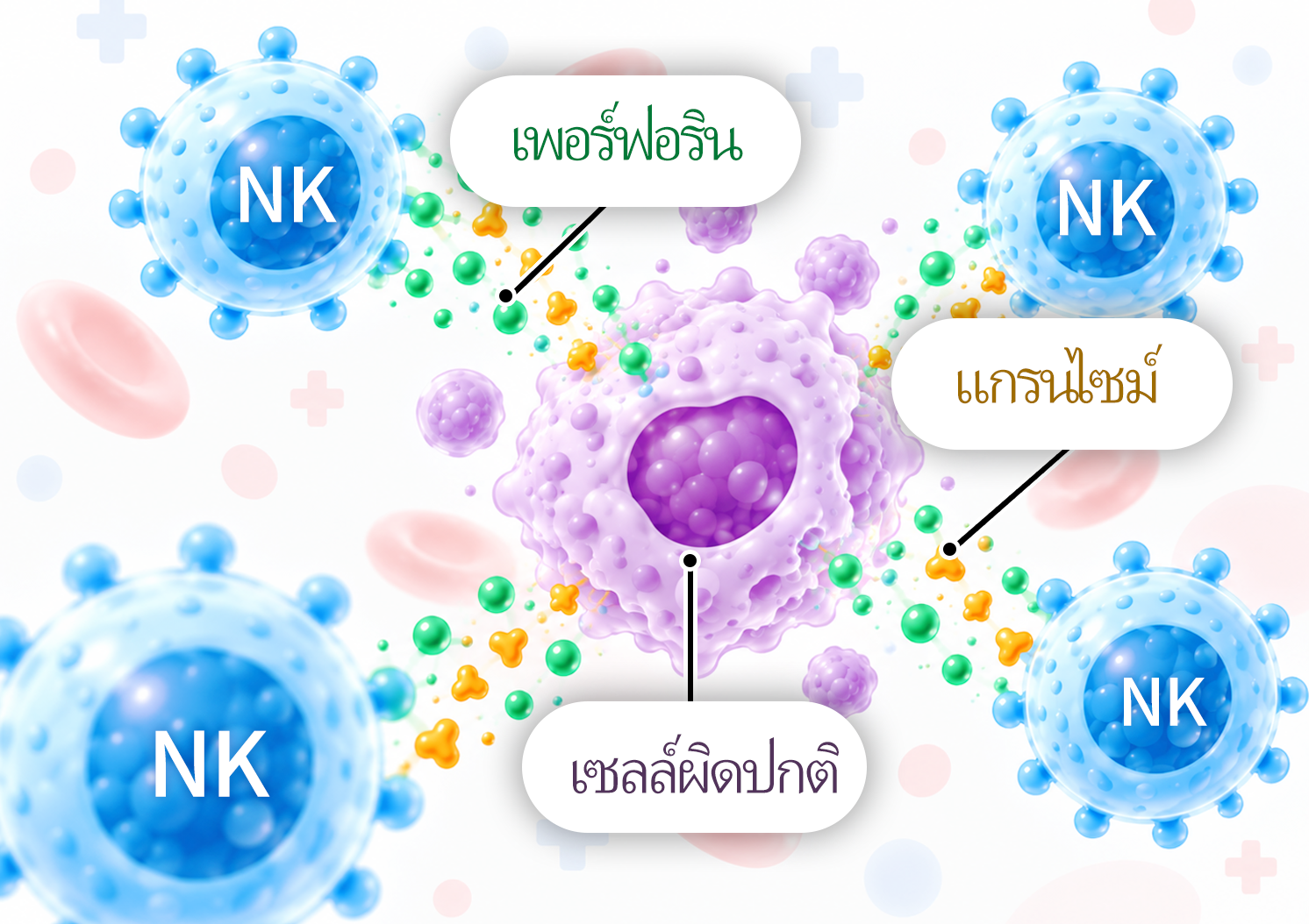 ภาพอธิบาย NK เซลล์หลั่งเพอร์ฟอรินและแกรนไซม์เพื่อตอบสนองต่อเซลล์ผิดปกติ